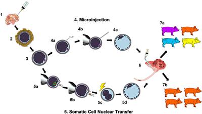 Production of Pigs From Porcine Embryos Generated in vitro
